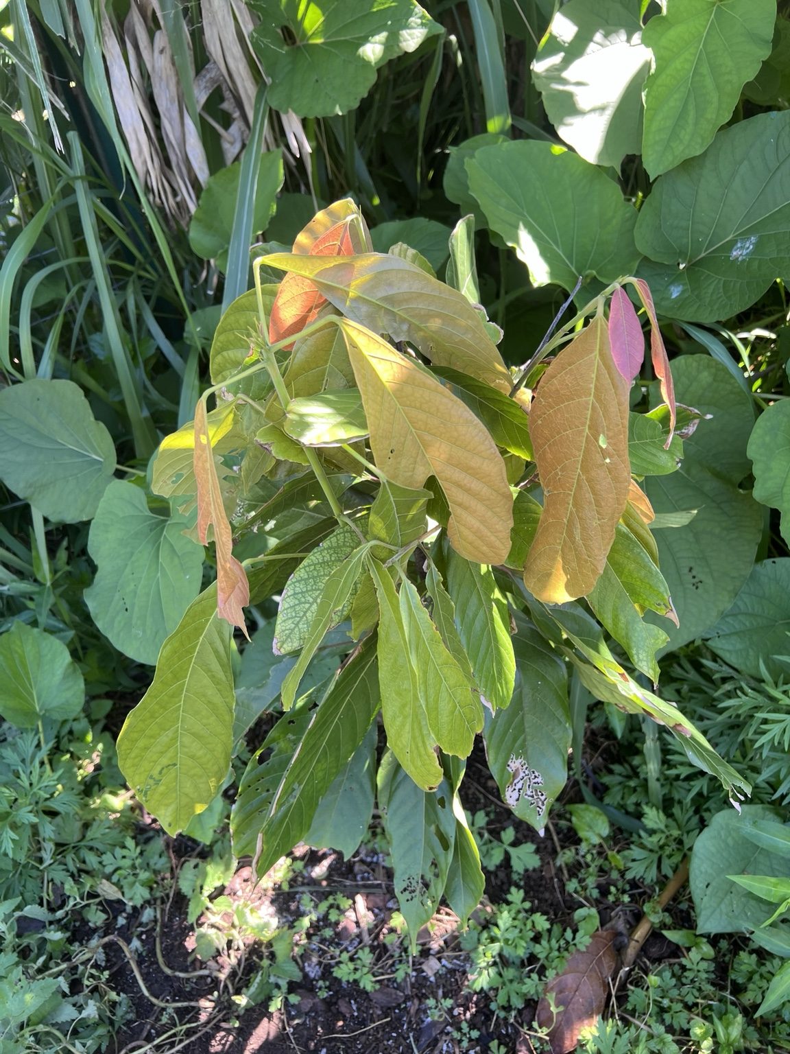 A young cacao tree flushing bronze new leaves.