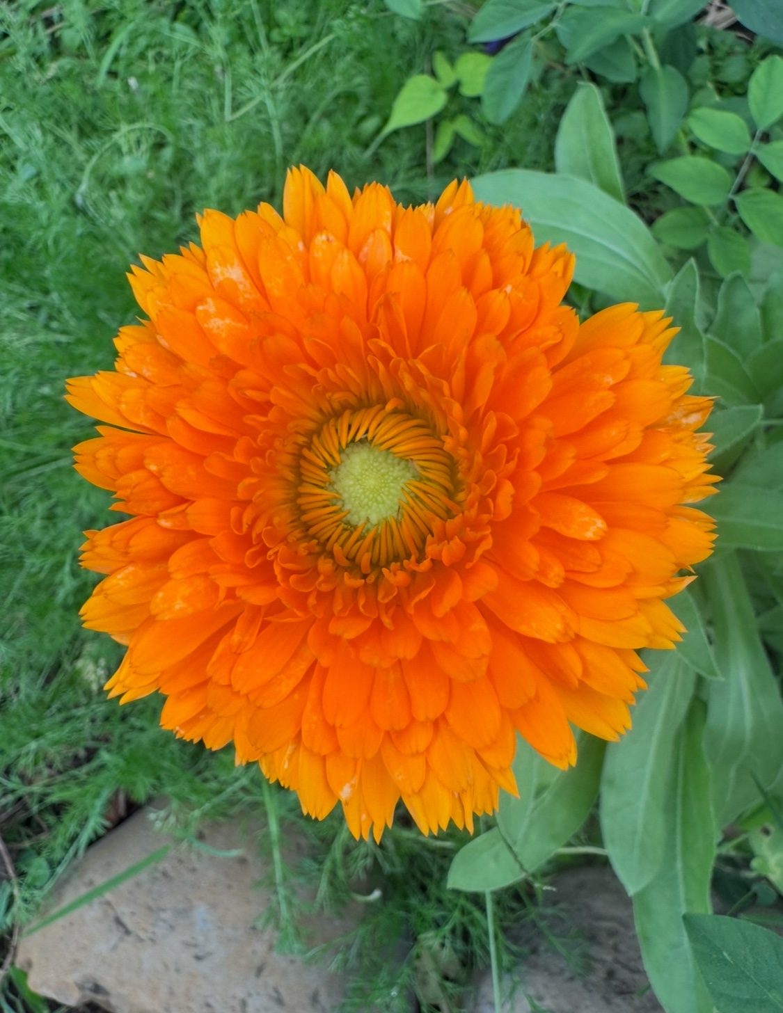 Calendula fully open in the garden, vivid orange against green.